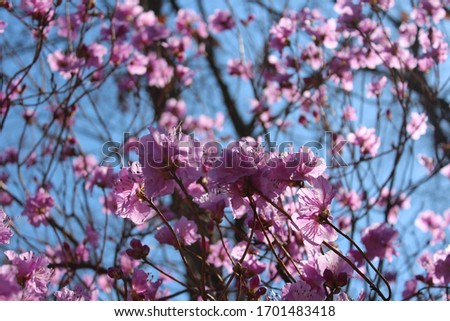 pink azaleas blooming in the mountains Royalty-Free Stock Photo #1701483418