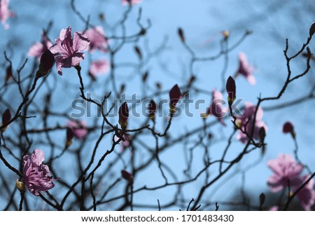 pink azaleas blooming in the mountains Royalty-Free Stock Photo #1701483430