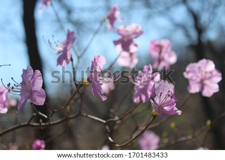 pink azaleas blooming in the mountains Royalty-Free Stock Photo #1701483433