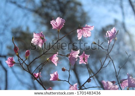 pink azaleas blooming in the mountains Royalty-Free Stock Photo #1701483436