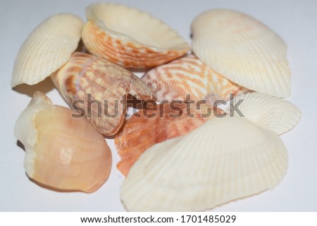 The picture of some beautiful snail shell.