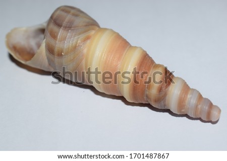 The picture of colorful snail shell.