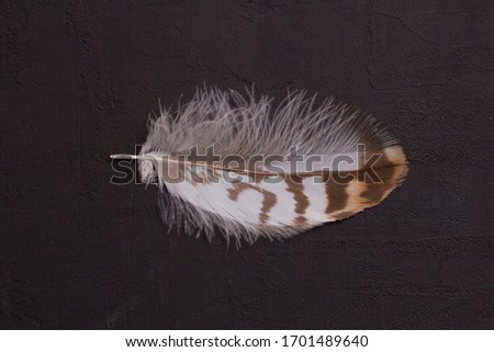 Fluffy tender pockmarked feather and feather lies on a black modern background. The concept of lightness, airiness, tenderness, boho style.