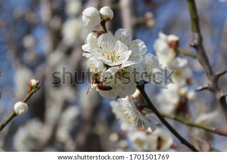 a white plum blossom in spring Royalty-Free Stock Photo #1701501769