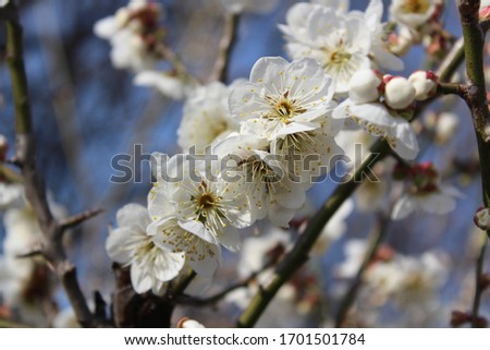 a white plum blossom in spring Royalty-Free Stock Photo #1701501784