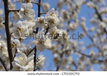 a white plum blossom in spring Royalty-Free Stock Photo #1701501793
