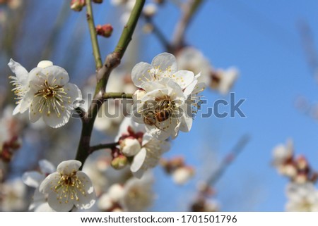 a white plum blossom in spring Royalty-Free Stock Photo #1701501796