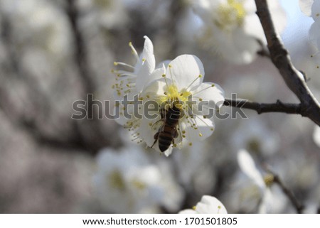 a white plum blossom in spring Royalty-Free Stock Photo #1701501805