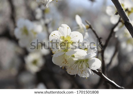 a white plum blossom in spring Royalty-Free Stock Photo #1701501808
