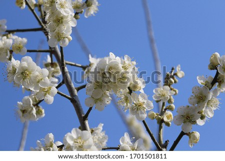 a white plum blossom in spring Royalty-Free Stock Photo #1701501811