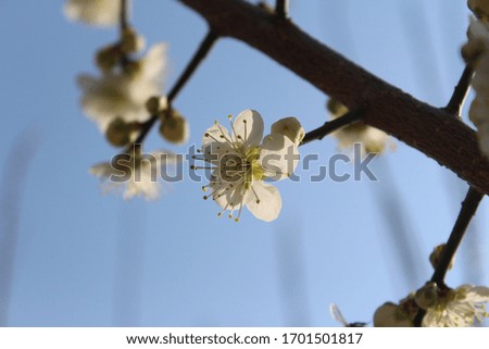 a white plum blossom in spring Royalty-Free Stock Photo #1701501817