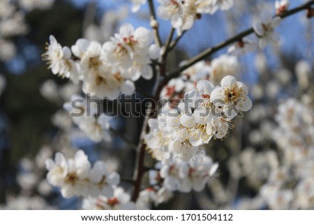 a white plum blossom in spring Royalty-Free Stock Photo #1701504112