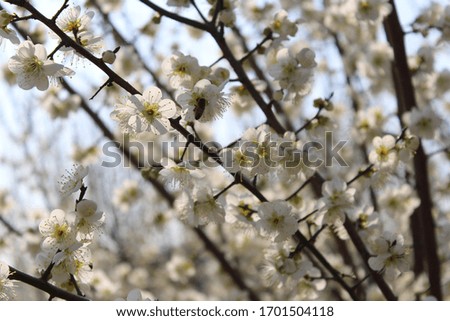 a white plum blossom in spring Royalty-Free Stock Photo #1701504118