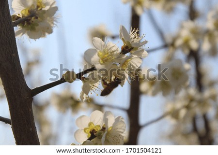 a white plum blossom in spring Royalty-Free Stock Photo #1701504121