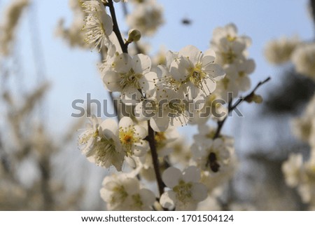 a white plum blossom in spring Royalty-Free Stock Photo #1701504124