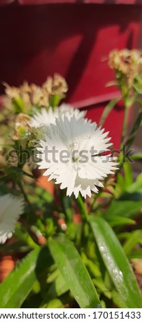 white petal flower sunflower picture 
