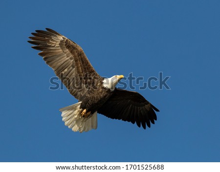 American Bald Eagle Flying with Wings Spread Royalty-Free Stock Photo #1701525688