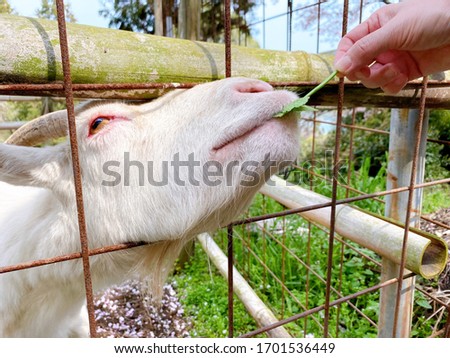 This is a picture of feeding a goat.