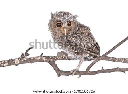 Owl isolated on a white background