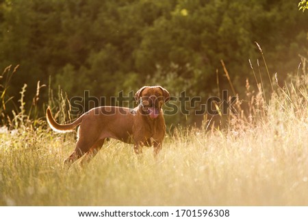 Bordeaux dog enjoys the nature  Royalty-Free Stock Photo #1701596308