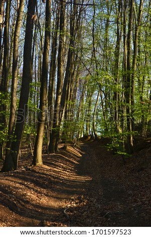 Forest woodland, density of trees, small walking path, sunlight in Vlaams-Brabant Holsbeek Belgium, no people.
