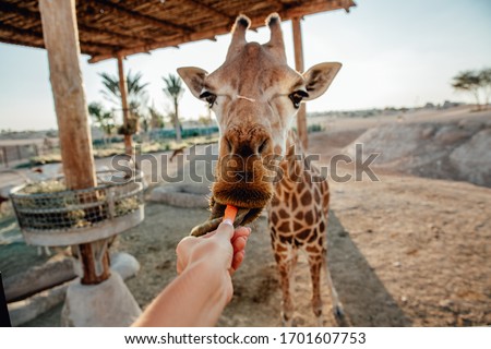 Feeding carrot to giraffe in the zoo