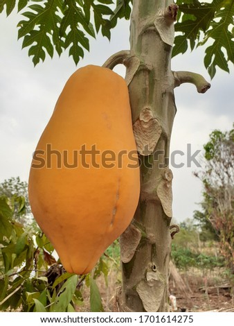 A yellow papaya on one tree