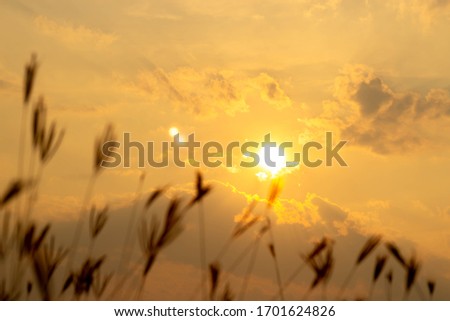 
The grass on the side of the sun
