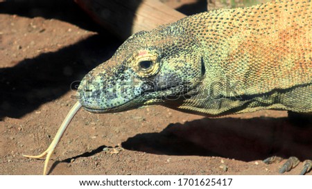 closeup of a poisonous komodo dragon in a zoo