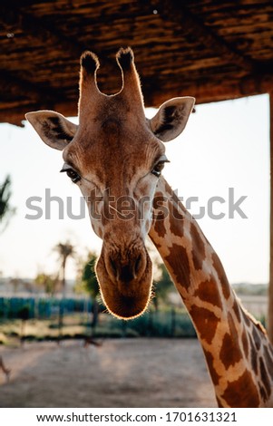 Close up portrait of  giraffe