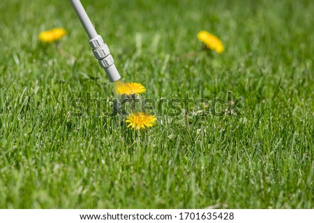 Dandelion weed in lawn and spraying weed killer herbicide. Home lawn care landscaping concept