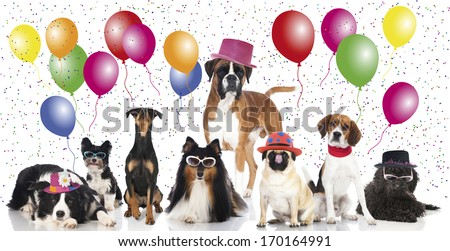 Party dogs