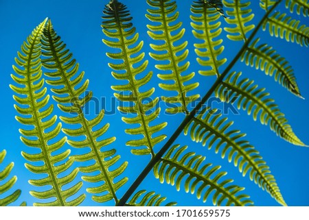 Tumbuhan paku/pakis. Fern leaf with blue sky background. Nature background. 