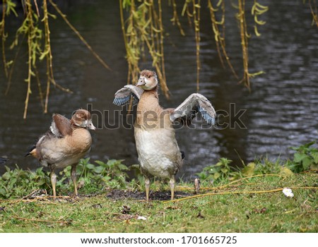 Egyptian young geese on the shore of a lake, in the city park.
