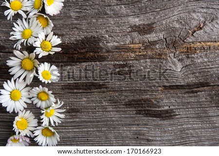 white daisy frame