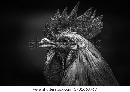 HD black and white Chicken