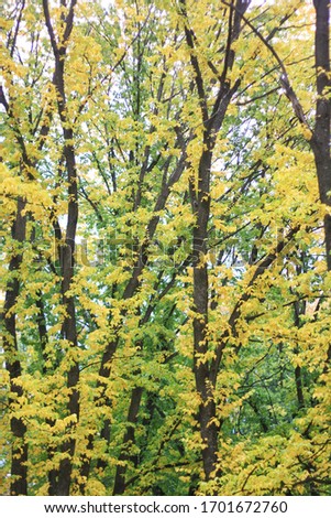 Autumn season, Forest of yellow and orange leaves, leaf and branch of tree