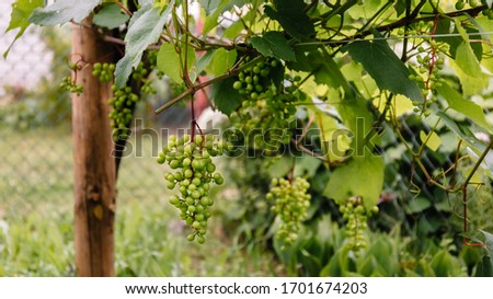 Green or white varietal grapes on a branch in the garden. Industrial cultivation of crops for the sale of fruit or the production of jam or the manufacture of wine. Delicious and refreshing fruit.