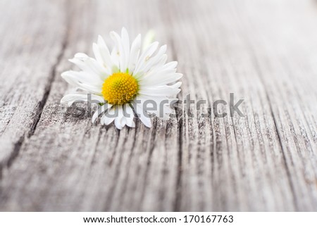 white daisy on wooden table