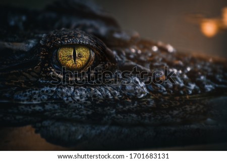 close up - crocodile or alligator eyes. Royalty-Free Stock Photo #1701683131