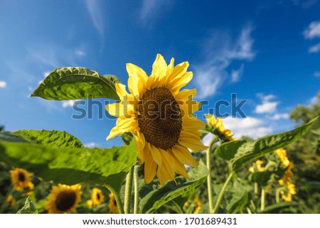 Sunflower field in sunny summer day, blue sky background