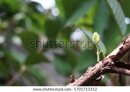 Earth Day Photo for New Life of Guava Leaves Shoot
