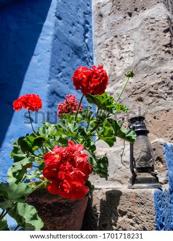 Close-up of red flowers with blue and grey wall at the Monastery of Santa Catalina at Arequipa, Peru
