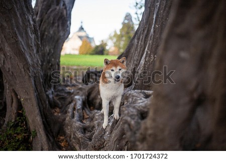 Potrait of an red, male Shiba inu standing on a big tree
