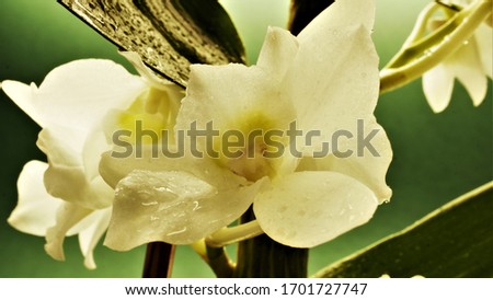 Orchid dendrobium is a perennial indoor plant with flowers of a snow-white hue. Macro photo.
