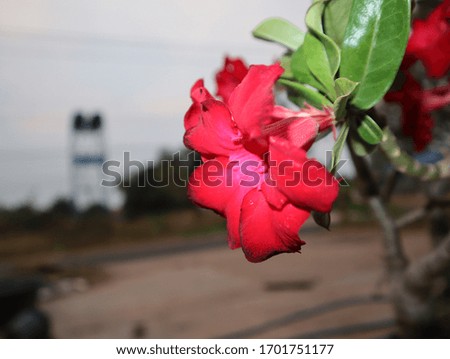 Dark red adenium flower that are full bloom in garden.