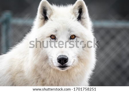 White arctic wolf looking. Portrait of Polar wolf with beautiful fur