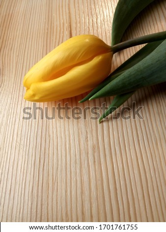 Fresh yellow tulip on the clean wooden surface
