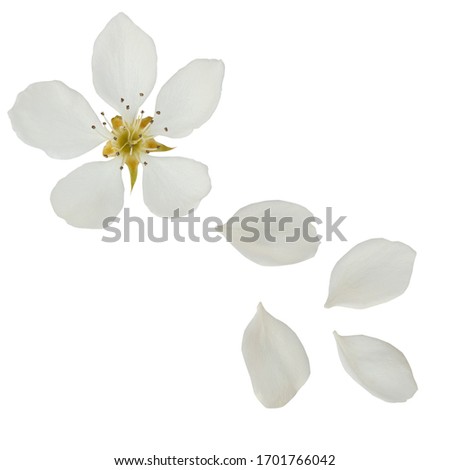 Pear flower isolated on a white background. White flower and petals isolated on a white background.