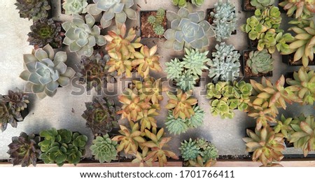 Top view of Echeveria imbricata ,Succulent in garden on wood top, Flowers of a stone rose on maket plant.
